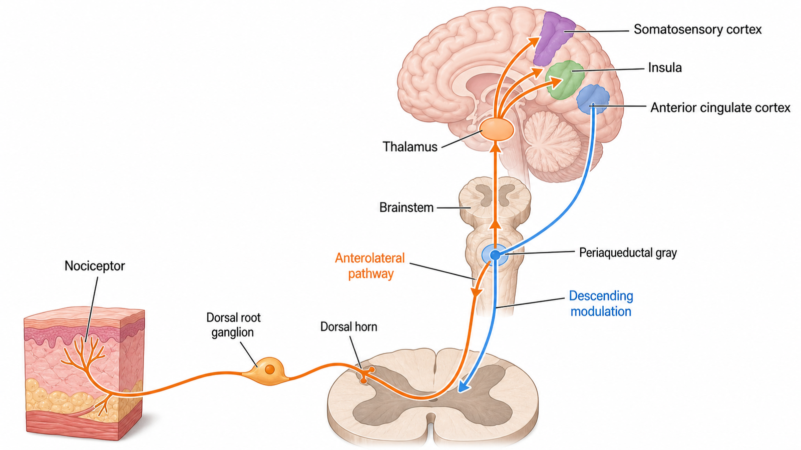 How Does the Brain Process Pain?