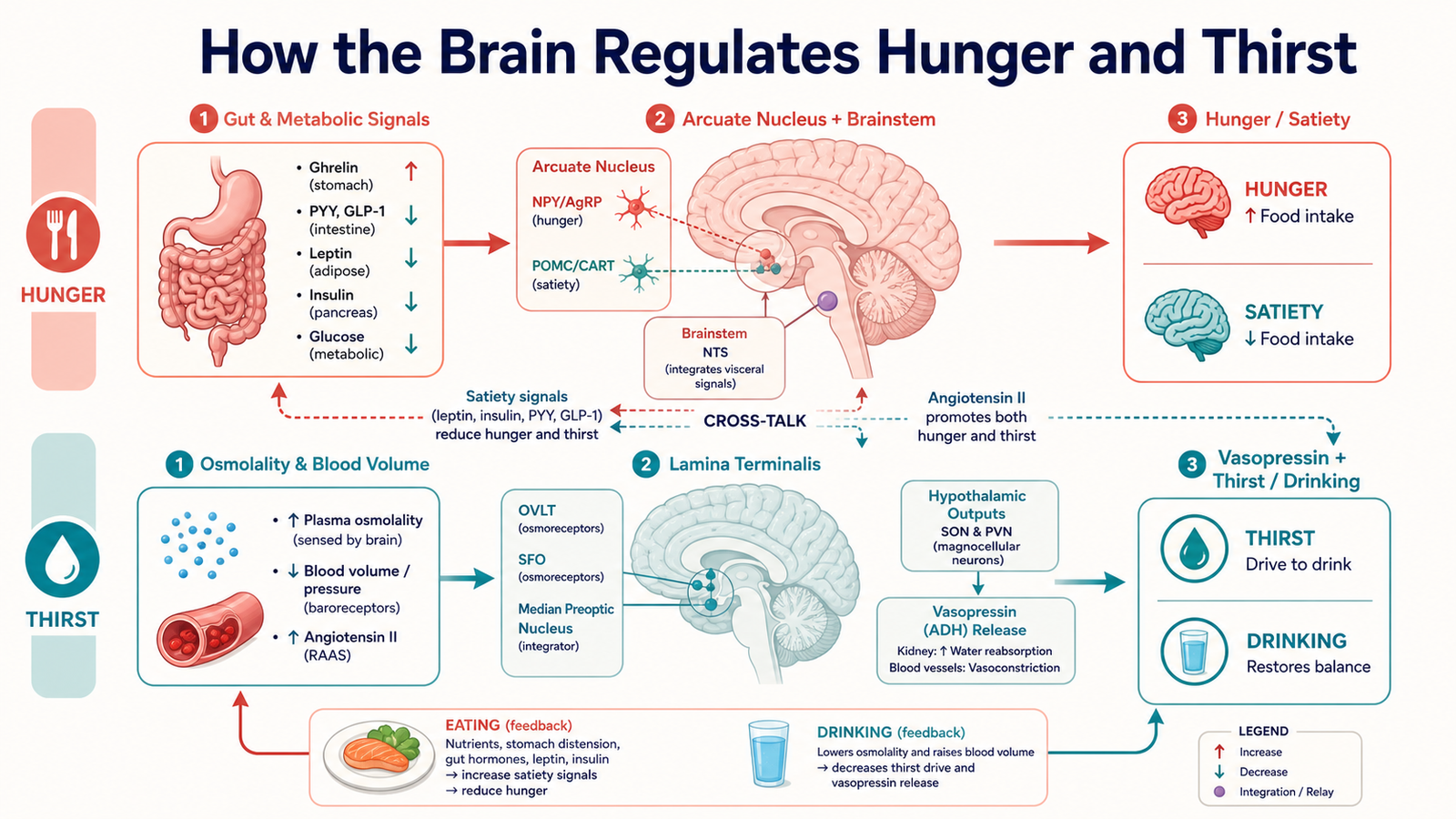 How Does the Brain Control Hunger and Thirst?