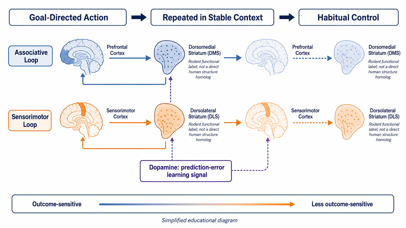 How Does the Brain Form Habits?