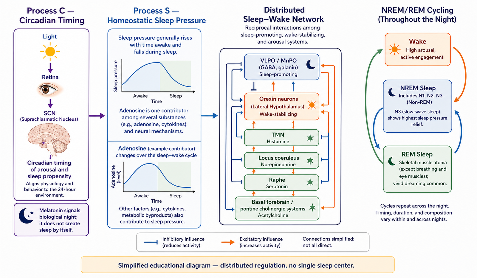 How Does the Brain Control Sleep?