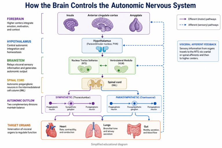 How Does the Brain Control the Autonomic Nervous System?