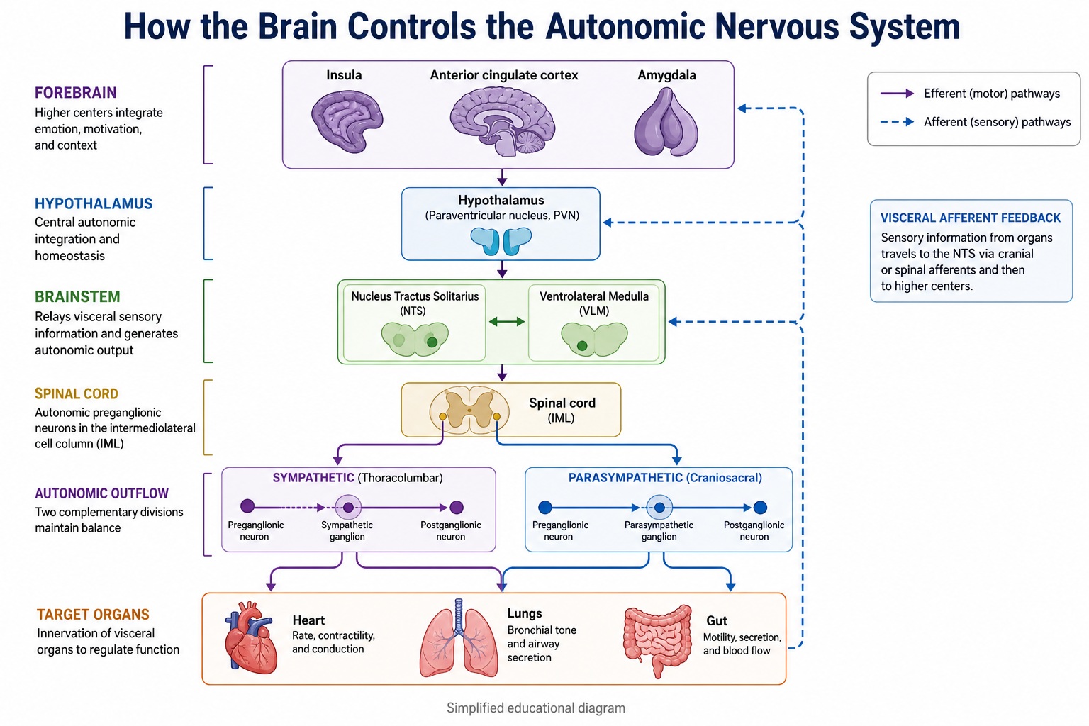 How Does the Brain Control the Autonomic Nervous System?