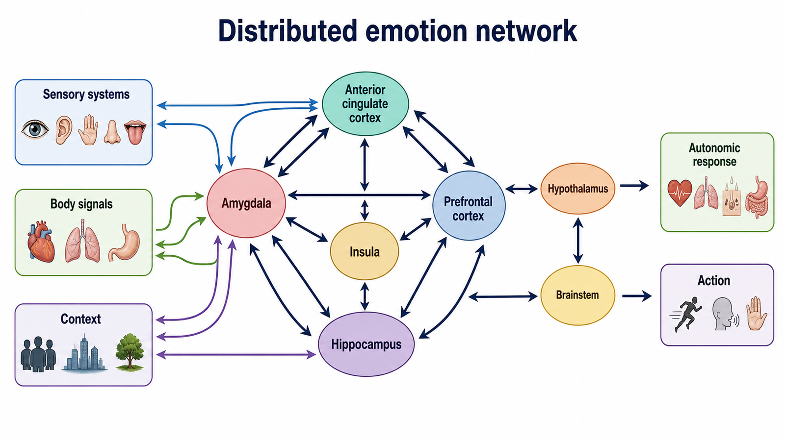 How Does the Brain Create Emotions?