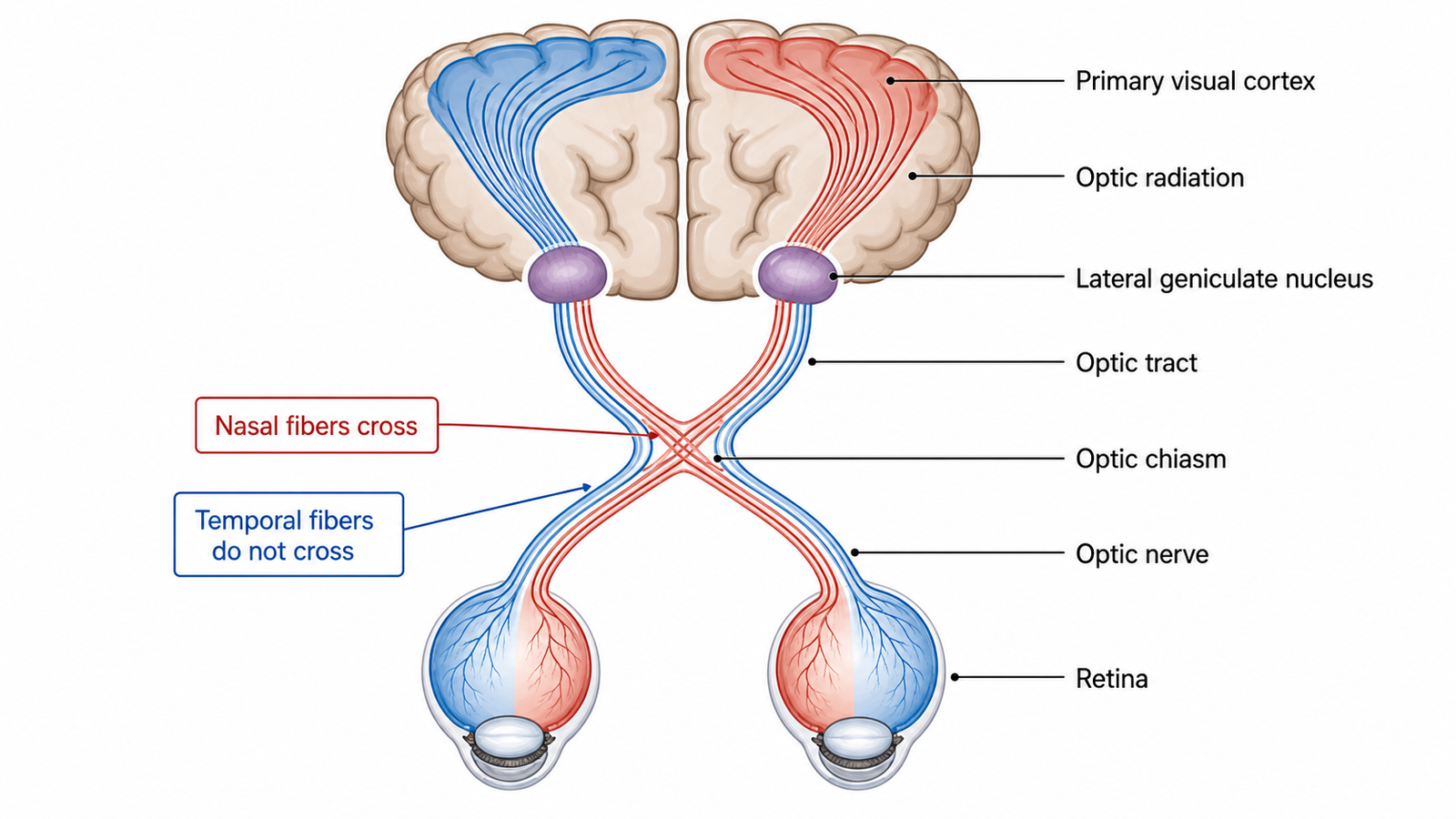 How Does the Brain Process Vision?