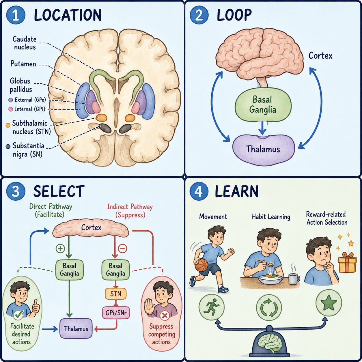 Four-panel educational diagram of the basal ganglia: location, circuit loop, action selection, and learning