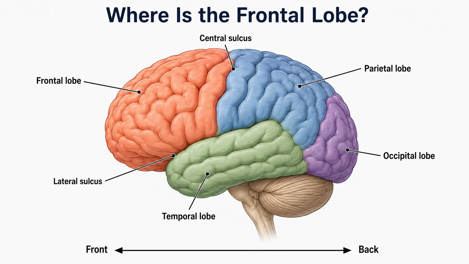 Lateral view of the brain highlighting the frontal lobe and its boundaries