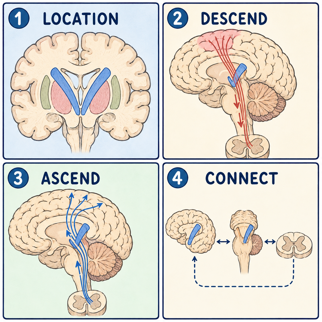Four-panel educational diagram of Internal Capsule: location, anatomy, pathways, and major functions