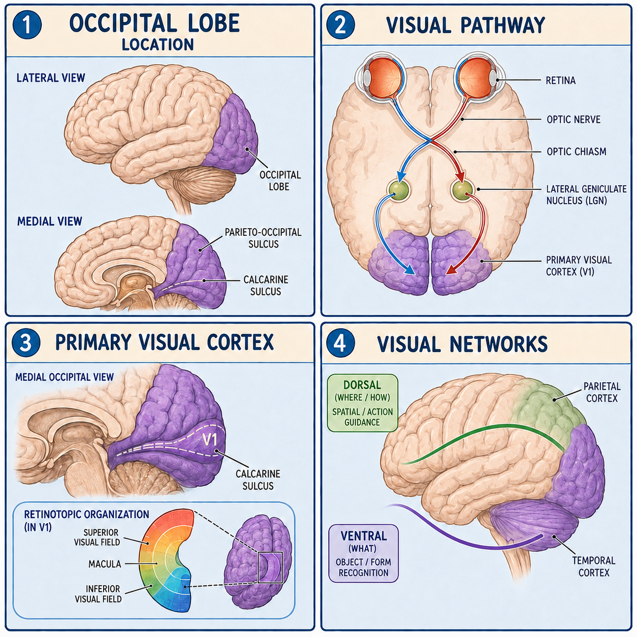 Four-panel occipital lobe anatomy infographic showing location, the retinogeniculate visual pathway, primary visual cortex, and visual processing networks.