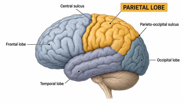 Lateral view of the brain highlighting the parietal lobe and its anatomical boundaries