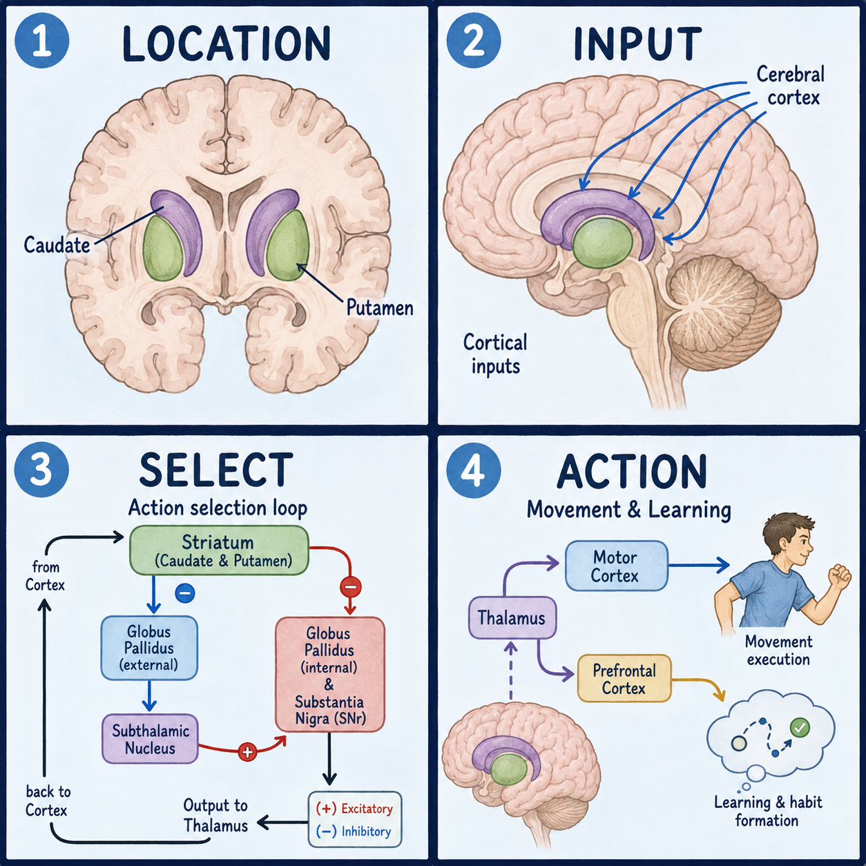 Four-panel educational diagram of Striatum: location, anatomy, pathways, and major functions
